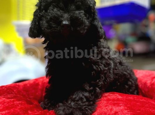 Kara Çocuklar Toy Poodle Anne Babanın Efsane Oğlu görsel
