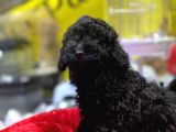 Kara Çocuklar Toy Poodle Anne Babanın Efsane Oğlu