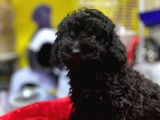 Kara Çocuklar Toy Poodle Anne Babanın Efsane Oğlu