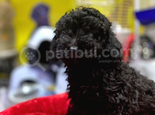 Kara Çocuklar Toy Poodle Anne Babanın Efsane Oğlu görsel