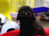 Kara Çocuklar Toy Poodle Anne Babanın Efsane Oğlu