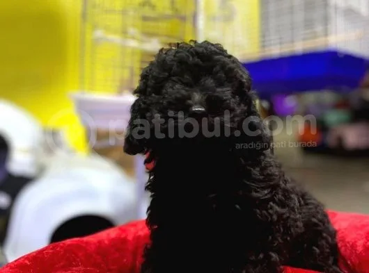 Kara çocuklar Toy Poodle Anne Babanın Efsane Oğlu