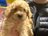 Erkek Güzeli Toy Poodle