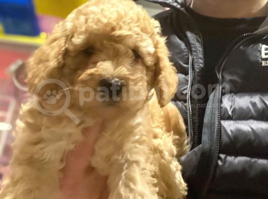 Erkek Güzeli Toy Poodle görsel