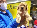 Erkek Güzeli Toy Poodle