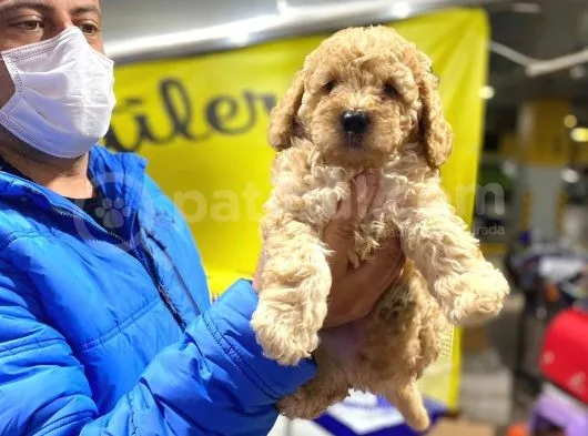 Erkek Güzeli Toy Poodle