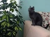 Scottish Fold Ve British Kardeş Yavrular