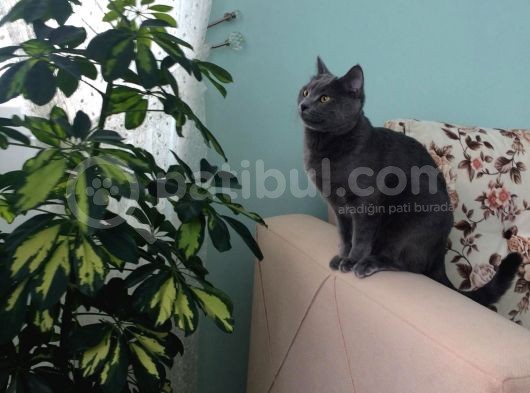 Scottish Fold Ve British Kardeş Yavrular görsel