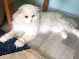 Scottish Fold Ve British Kardeş Yavrular