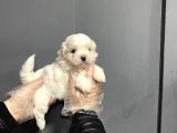 Mükemmel Kalite Maltese Terrier Yavruları
