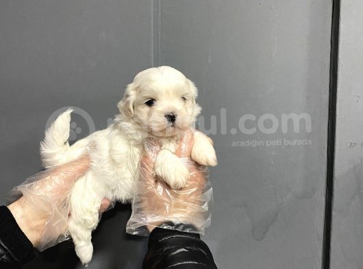 Mükemmel Kalite Maltese Terrier Yavruları görsel
