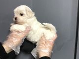 Mükemmel Kalite Maltese Terrier Yavruları