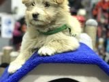 Oyuncak Erkek Terrier Yavru