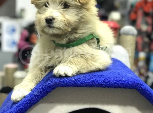 Oyuncak Erkek Terrier Yavru görsel