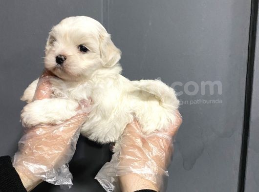 Mükemmel Kalite Maltese Terrier Yavruları görsel