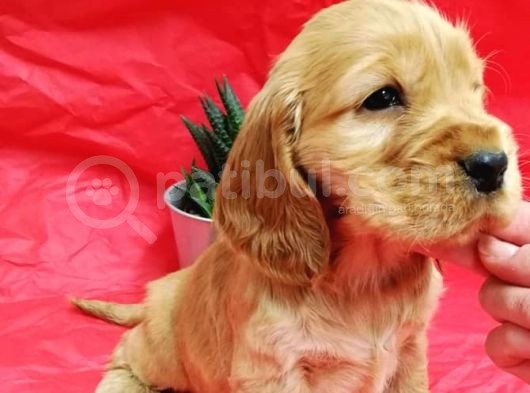 Cocker Yavruları görsel