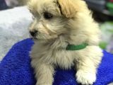 Oyuncak Erkek Terrier Yavru