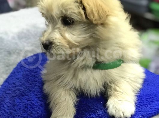 Oyuncak Erkek Terrier Yavru görsel