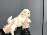 Mükemmel Kalite Maltese Terrier Yavruları