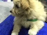 Oyuncak Erkek Terrier Yavru
