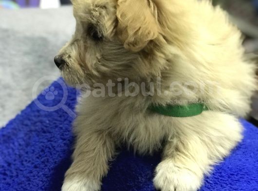 Oyuncak Erkek Terrier Yavru görsel