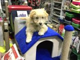 Oyuncak Erkek Terrier Yavru