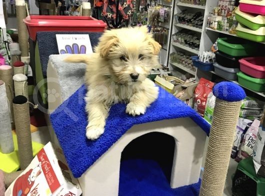 Oyuncak Erkek Terrier Yavru görsel