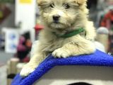 Oyuncak Erkek Terrier Yavru