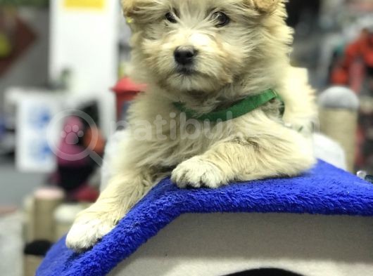 Oyuncak Erkek Terrier Yavru görsel