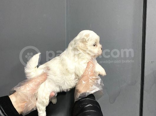 Mükemmel Kalite Maltese Terrier Yavruları görsel