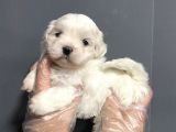 Mükemmel Kalite Maltese Terrier Yavruları
