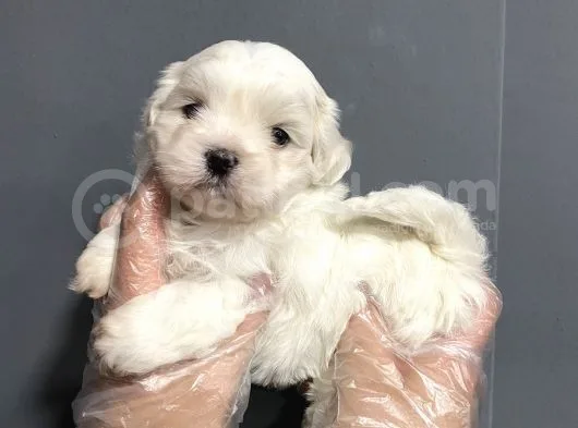Mükemmel Kalite Maltese Terrier Yavruları