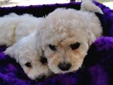 Poodle Değil Maltipoo