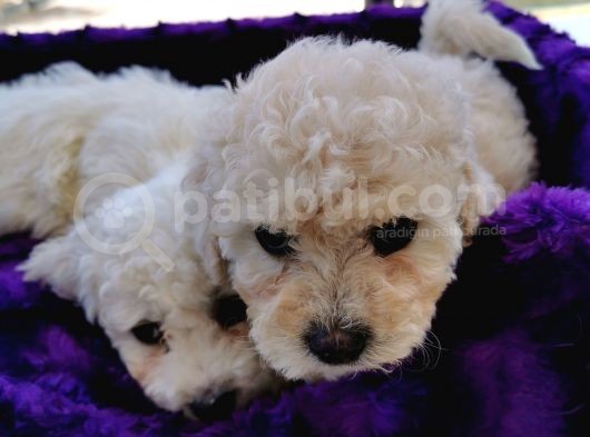 Poodle Değil Maltipoo görsel