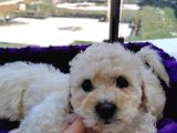 Poodle Değil Maltipoo