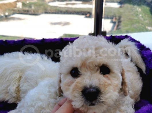 Poodle Değil Maltipoo görsel