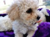 Poodle Değil Maltipoo