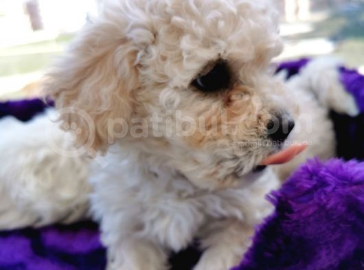 Poodle Değil Maltipoo görsel