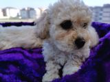 Poodle Değil Maltipoo