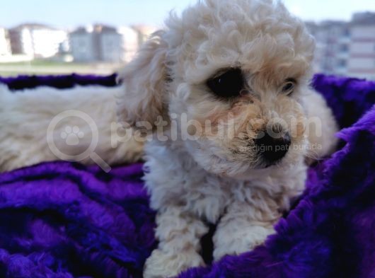 Poodle Değil Maltipoo görsel