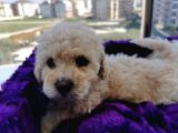Poodle Değil Maltipoo