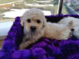 Poodle Değil Maltipoo