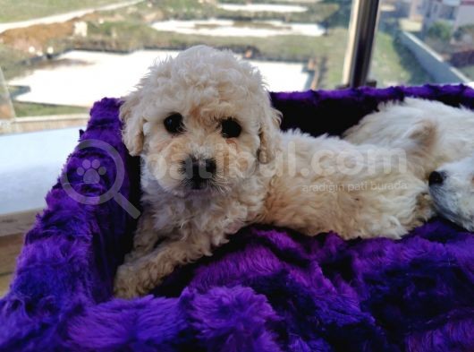 Poodle Değil Maltipoo görsel