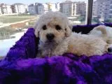Poodle Değil Maltipoo