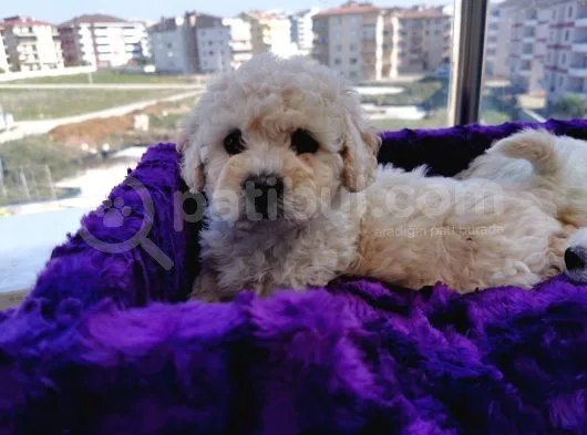 Poodle Değil Maltipoo