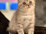 Blue Tabby Scottish Fold Erkek Yavrumuz