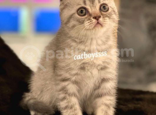 Blue Tabby Scottish Fold Erkek Yavrumuz görsel