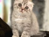 Blue Tabby Scottish Fold Erkek Yavrumuz
