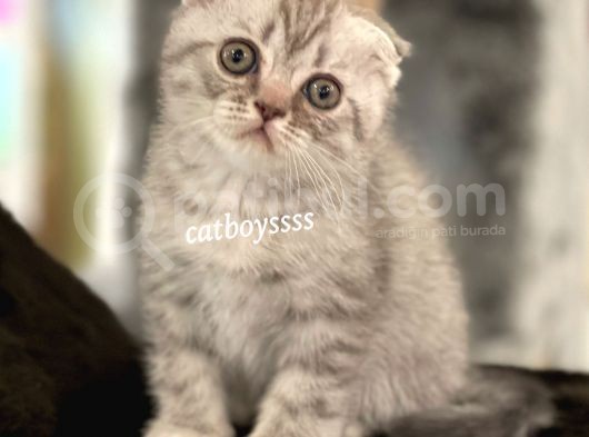 Blue Tabby Scottish Fold Erkek Yavrumuz görsel