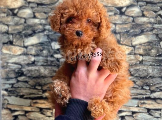 Red Brown Koyu Kızıl Erkek Toy Poodle Yavrumuz görsel